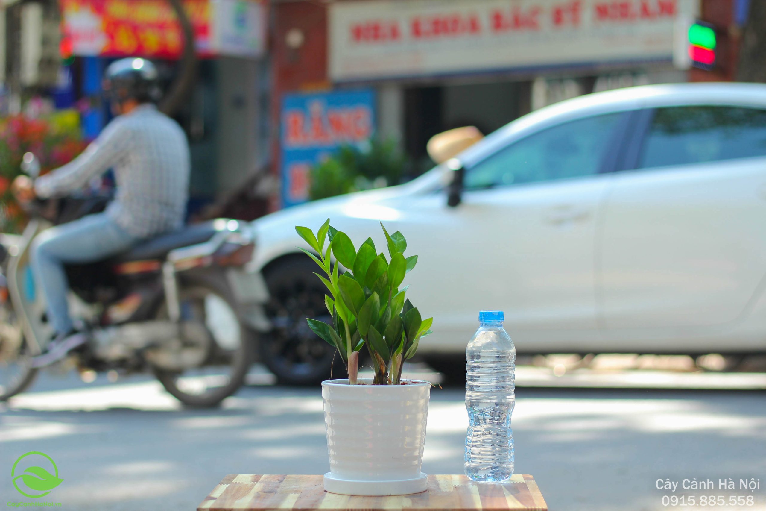 Đặt cây kim tiền ngoài trời có thể làm suy giảm năng lượng phong thủy nếu không được bảo vệ
