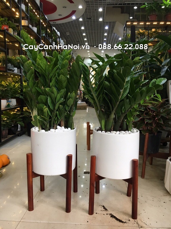 Đặt cây kim tiền trong nhà hay ngoài trời? Đặt cây trong nhà tốt hơn cả về phong thuỷ lẫn sinh trưởng