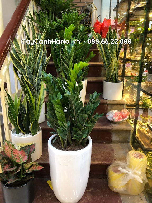 Vị trí gần cửa ra vào, chếch Đông Nam sẽ phát huy tốt tác dụng phong thủy của cây kim tiền