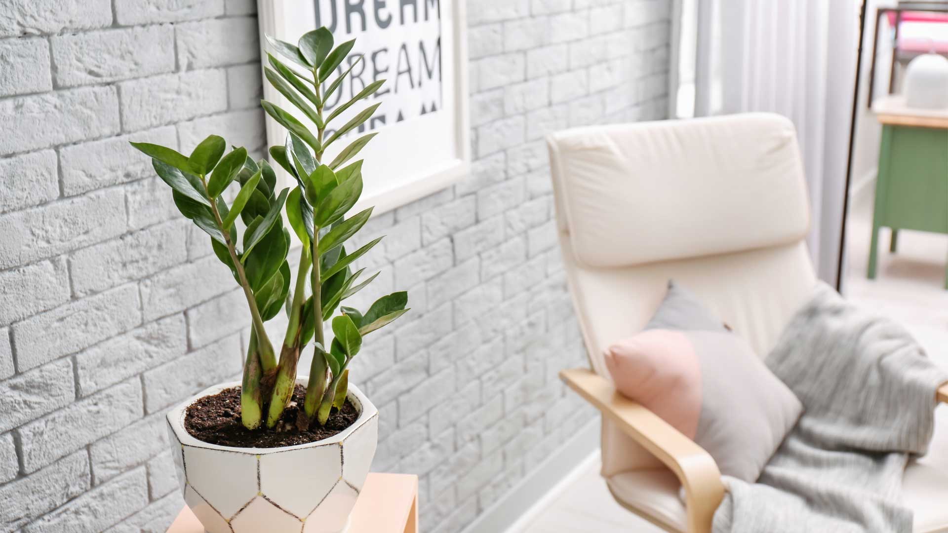 Đặt cây kim tiền trong phòng ngủ có thể tạo ra sự xung đột giữa hai dòng năng lượng