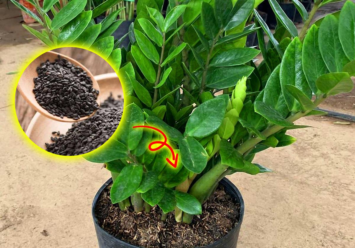Thay đất định kỳ và bón phân giúp cây khỏe mạnh và duy trì vượng khí cho không gian sống của bạn