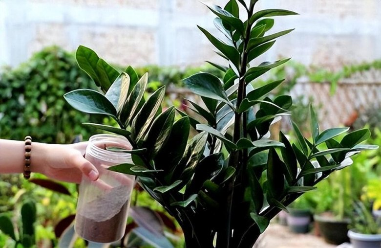 Cây kim tiền bị chỉnh sửa cắm thêm lá