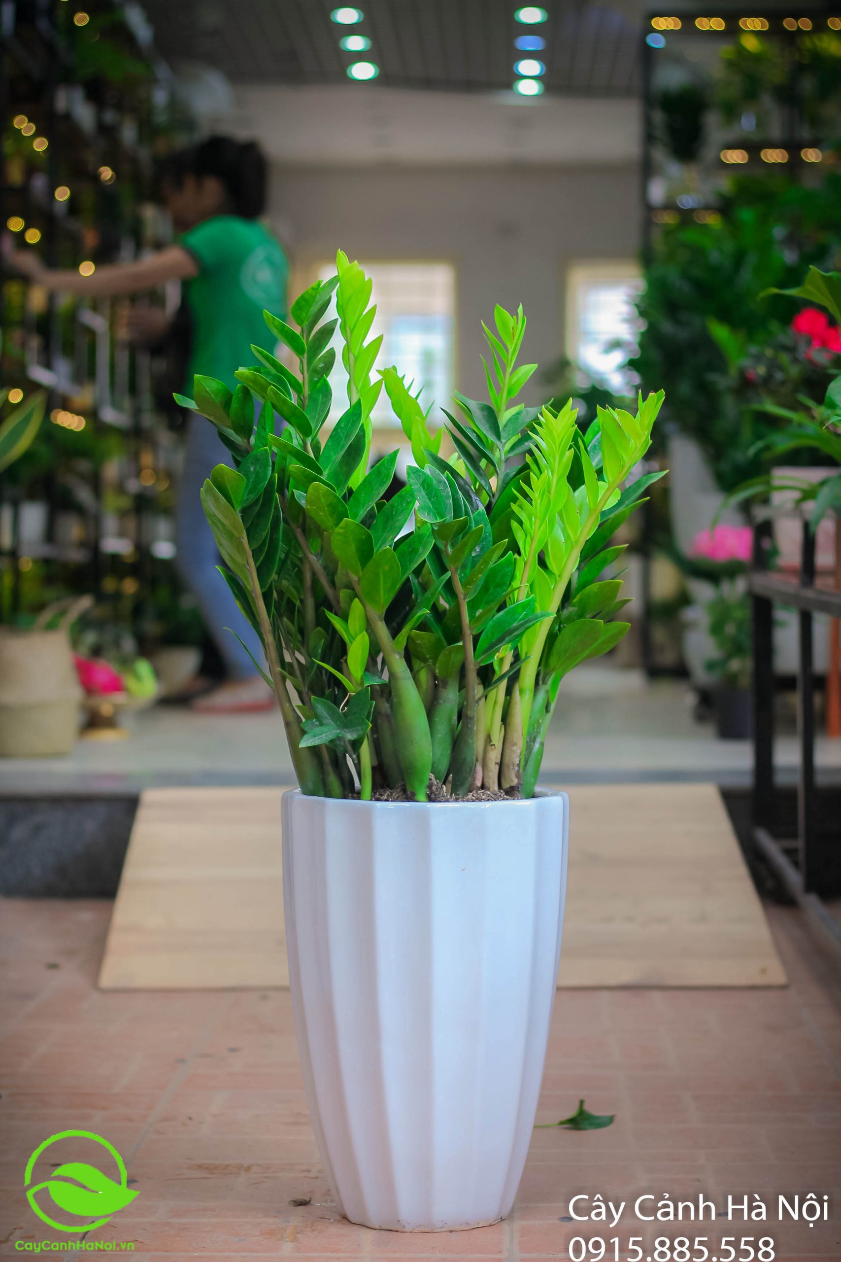 Cây cảnh Hà Nội - Địa chỉ mua cây kim tiền uy tín
