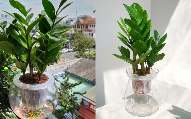 Có thể đặt bình thủy tinh chứa nước cạnh cây để tăng năng lượng Thủy