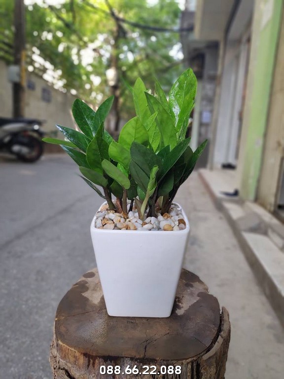 Đặt cây kim tiền sai hướng có thể giảm trị phong thủy của cây