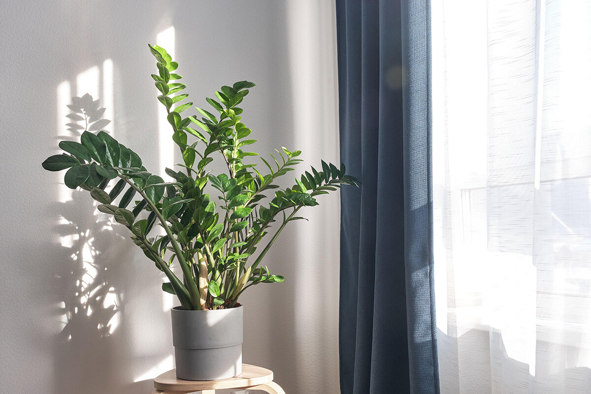 Hướng Đông và Đông Nam là lựa chọn lý tưởng để đặt cây kim tiền
