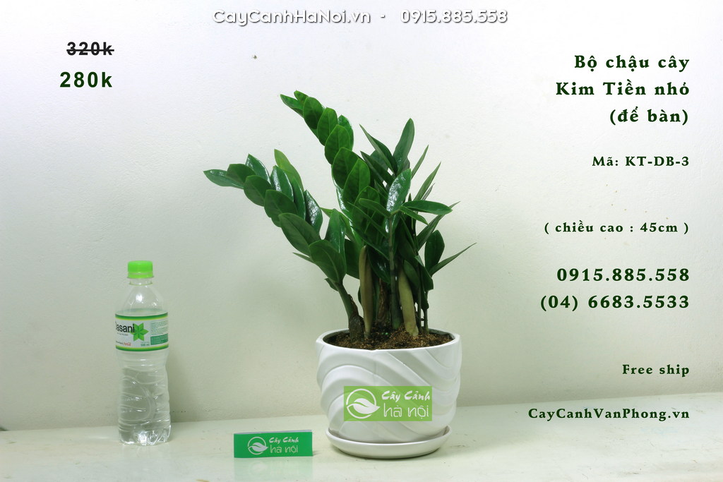 Nên chọn chậu nhỏ, tránh che khuất tầm nhìn