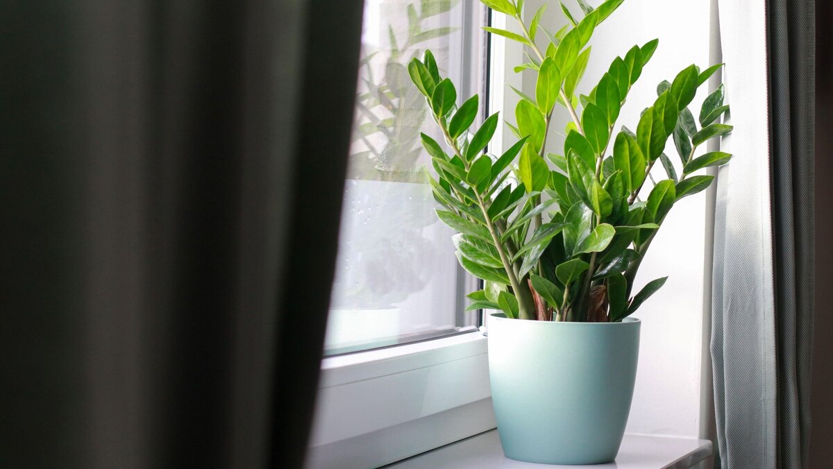 Đặt cây kim tiền hướng Nam không phải lựa chọn tối ưu