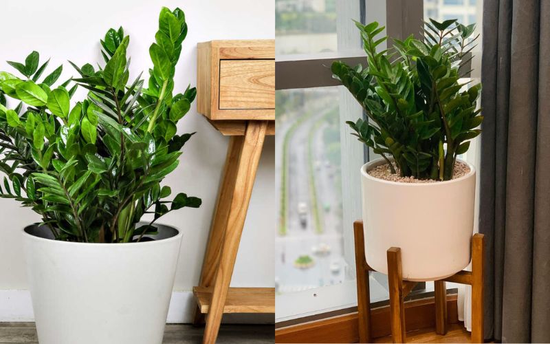 Có thể thêm phụ kiện bằng gỗ ở gần cây để tăng sinh khí
