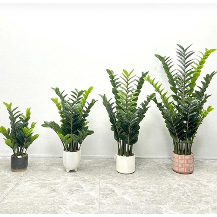 Cây kim tiền giả rất tinh xảo, dễ nhầm lẫn với cây kim tiền thật