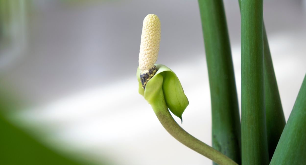 Thay đổi môi trường đột ngột (có kiểm soát) là mẹo để cây kim tiền ra hoa được nhiều người làm vườn áp dụng