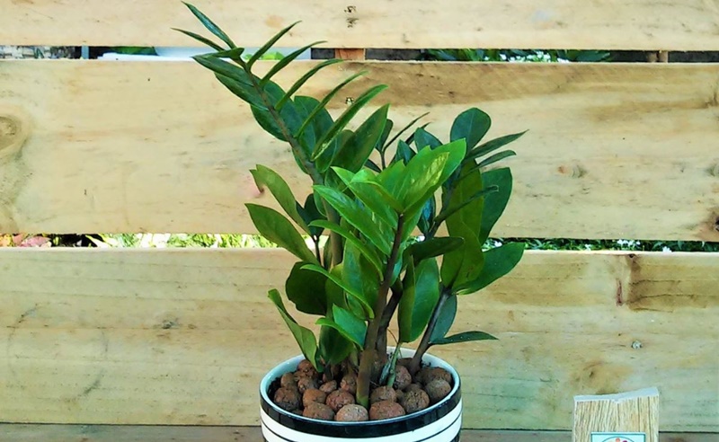 Cây kim tiền lá ngắn và tròn đều