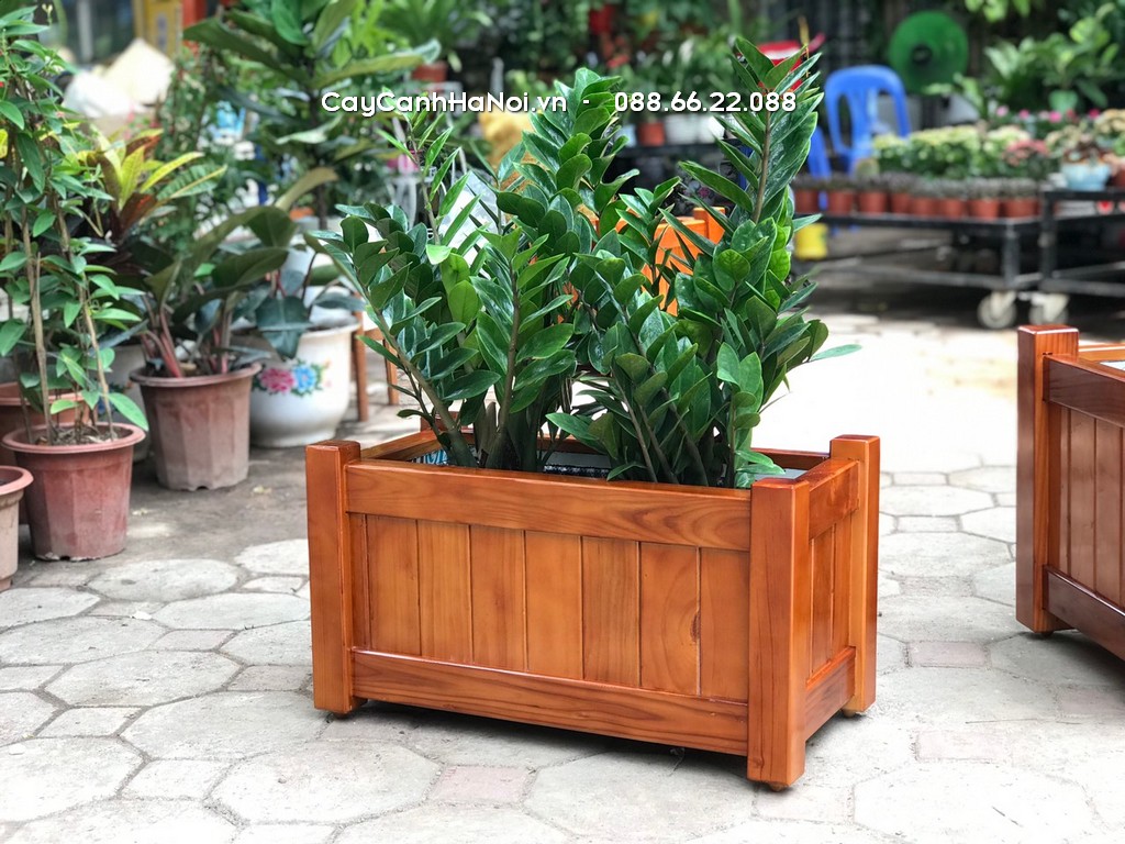 Để phân biệt cây kim tiền thật và giả bạn nên mua tại cửa hàng uy tín