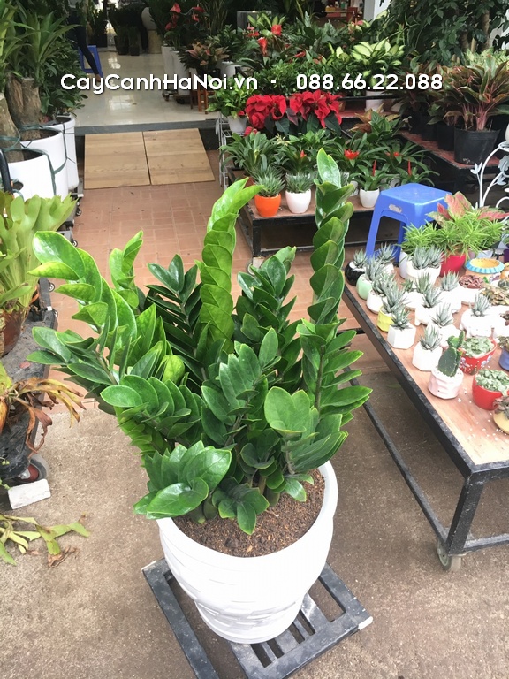 Rất nhiều người không thể phân biệt được cây kim tiền thật và giả