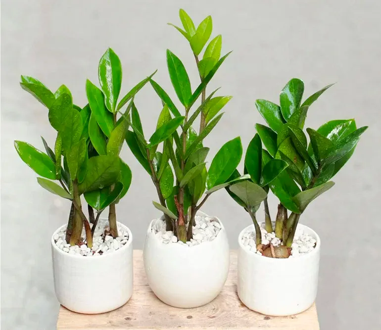 Cây kim tiền giả không có khả năng hấp thụ năng lượng tự nhiên từ môi trường