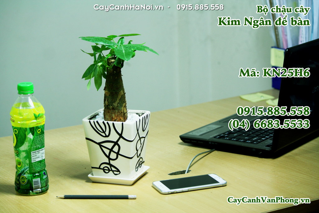 Hình ảnh cây kim ngân