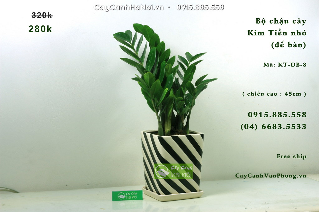 Cây kim tiền mang ý nghĩa tài lộc, may mắn và thăng tiến