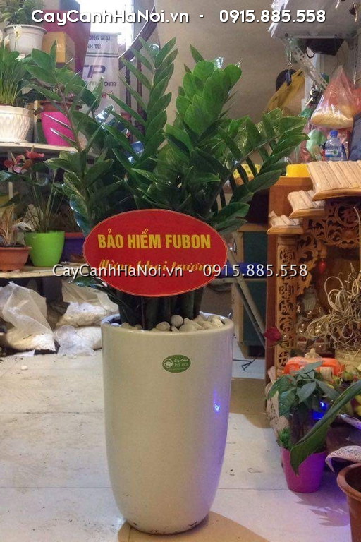 Nên mua cây kim tiền làm quà tặng khai trương