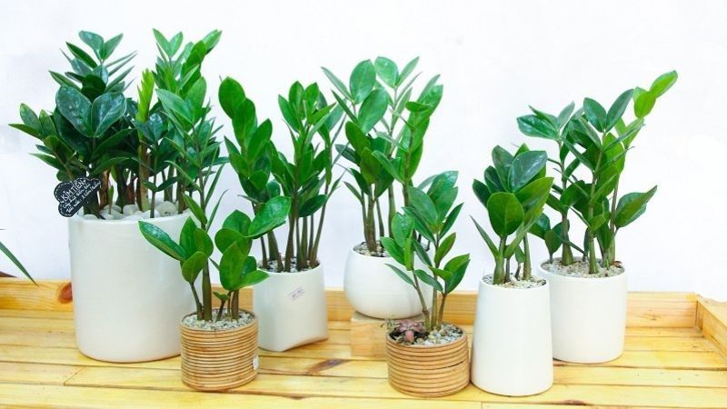 Phân loại cây kim tiền theo kích thước với cỡ mini