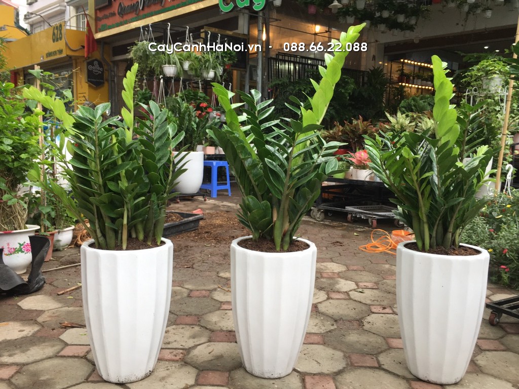 Mua cây kim tiền đa dạng kích thước, chọn Cây cảnh Hà Nội