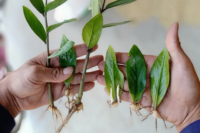 Chiều cao của cây kim tiền chịu ảnh hưởng của thời gian trồng cây