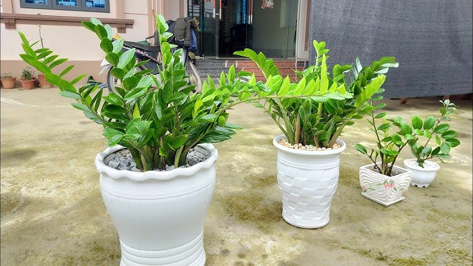 Mỗi loại cây kim tiền theo kích thước sẽ phù hợp với một không gian riêng