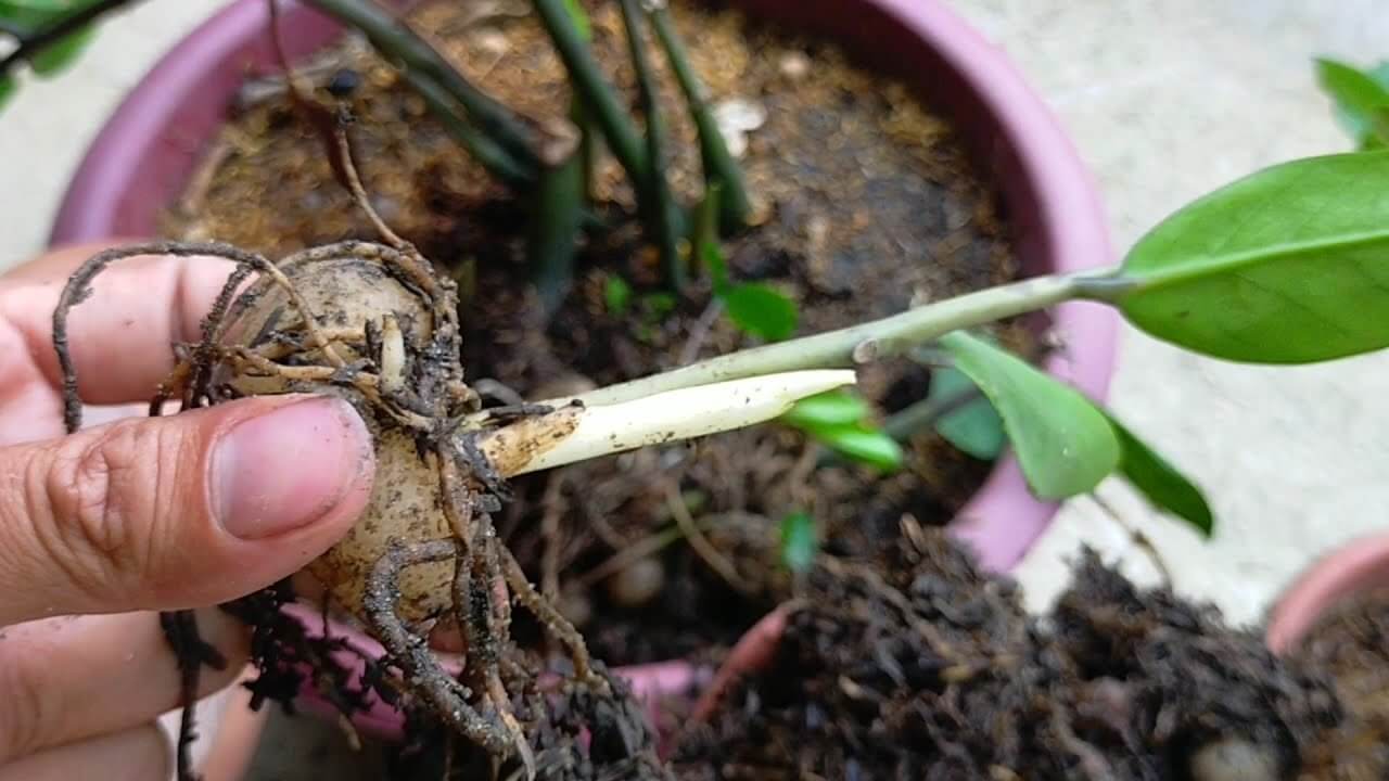 Cây kim tiền thối rễ chủ yếu do tưới nước quá nhiều