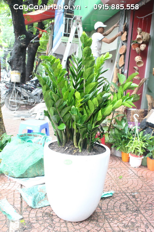Phòng ngừa sâu bệnh và chăm sóc đúng cách giữ cho cây kim tiền khỏe mạnh, tăng năng lượng phong thủy