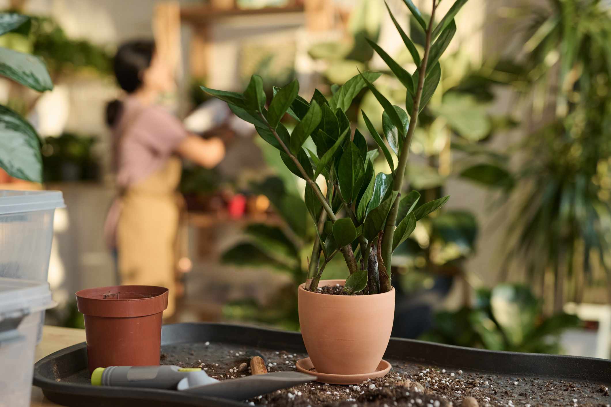 Nếu không thay chậu đúng thời điểm, cây kim tiền dễ bị chậm phát triển