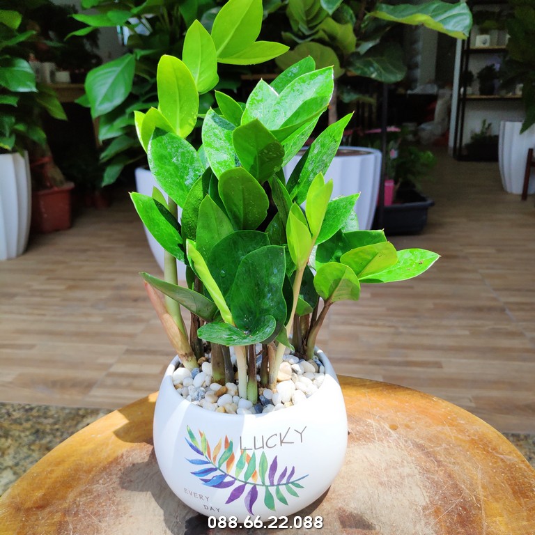 Vào mùa xuân, cây chuẩn bị bước vào giai đoạn sinh trưởng mạnh, dễ thích nghi với đất mới