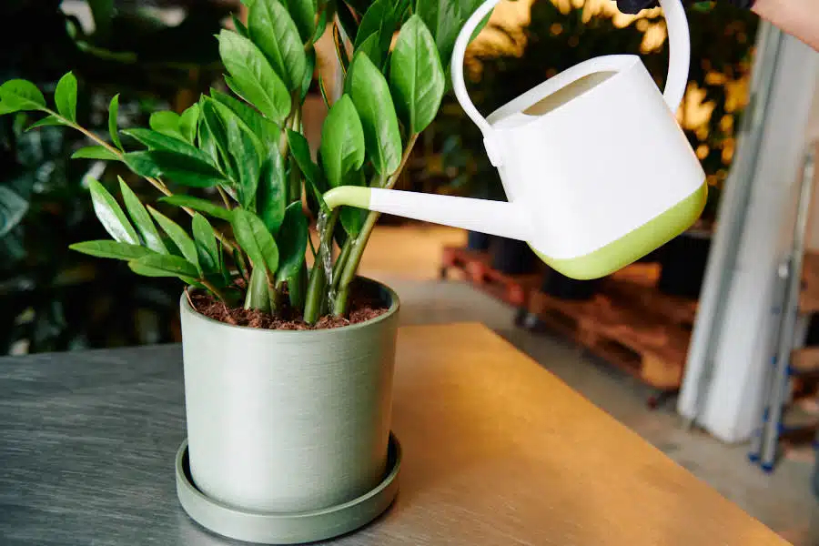 Chỉ tưới khi đất trong chậu đã khô hoàn toàn và ưu tiên tưới quanh chu vi chậu
