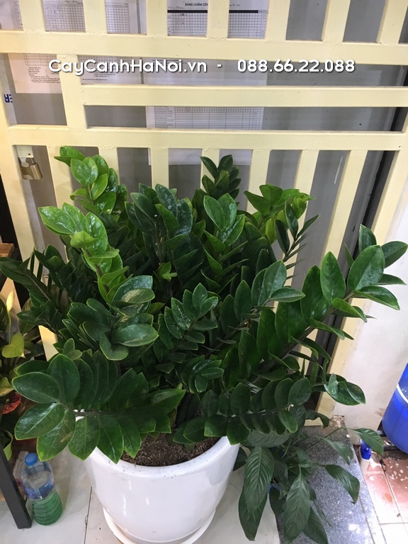 Duy trì lịch tưới nước cho cây kim tiền vào buổi sáng giúp cây hấp thu nước và thực hiện quang hợp tốt hơn