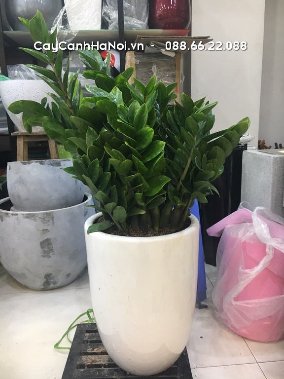 Cây kim tiền ngoài trời và trong nhà cần lượng nước khác nhau