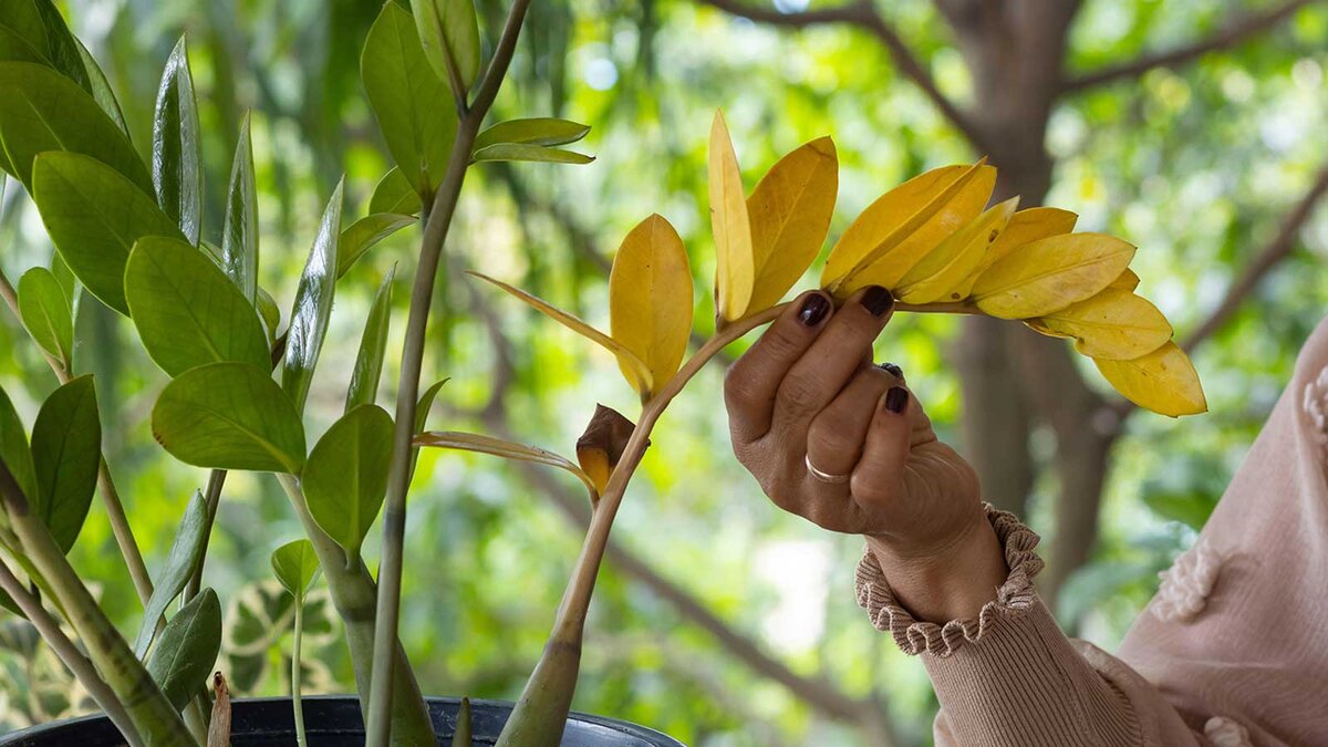 Nhận biết dấu hiệu cây kim tiền bị úng nước để kịp thời điều chỉnh cách chăm sóc