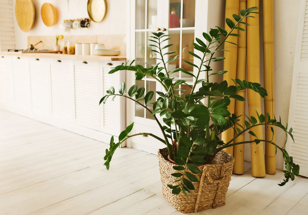 Đặt cây kim tiền ở vị trí gần cửa chính nhằm đón tài lộc vào nhà