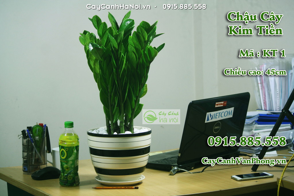 Đặt cây kim tiền trên bàn làm việc hỗ trợ đường công danh được hanh thông