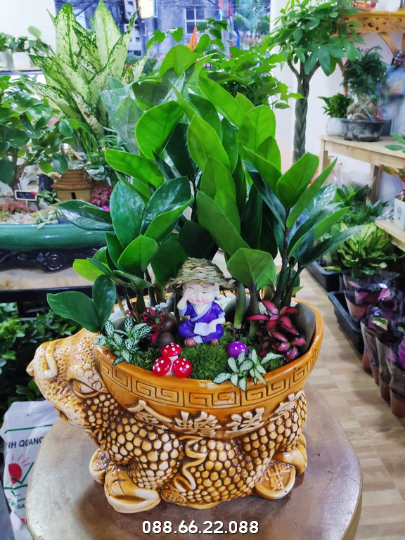 Vị trí đặt cây kim tiền hướng Đông có lợi cho sức khỏe còn Đông Nam giúp chiêu tài lộc cho người mệnh Mộc