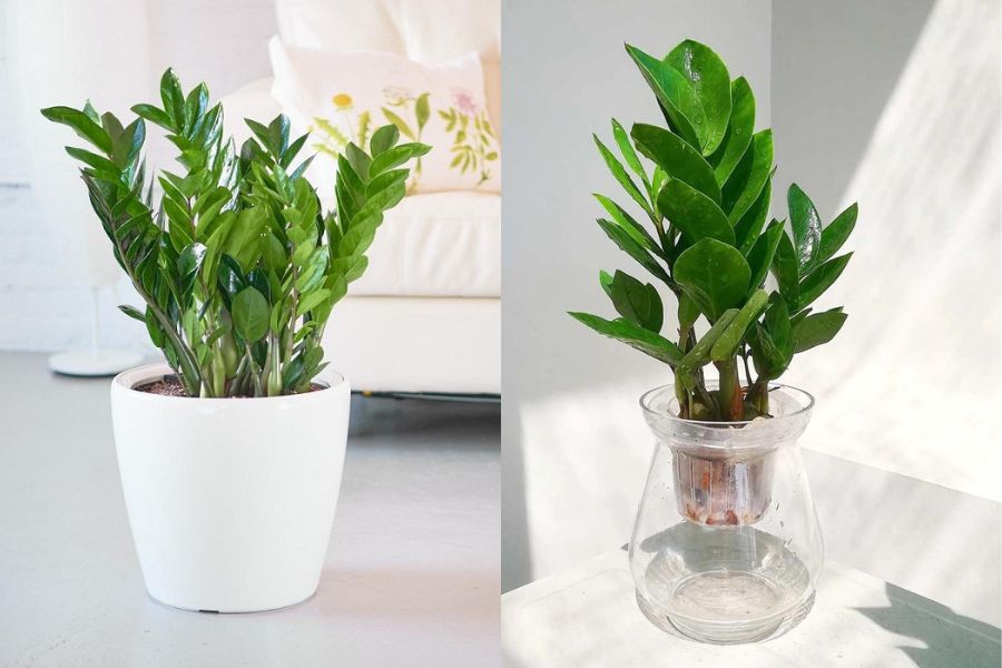 Cây kim tiền cho người mệnh thủy nên được trồng thủy sinh Thủy sinh và thả 2-3 viên bi thủy tinh xanh