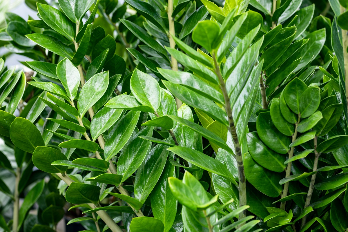Mẹo biến cây kim tiền thành trạm dẫn khí thu hút năng lượng vượng tài vào không gian sống
