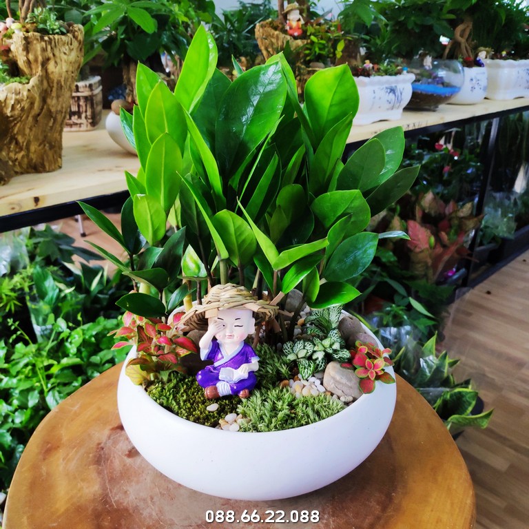 Cây kim tiền nở nhiều nhánh là dấu hiệu của sự hưng thịnh và tài lộc đang đến