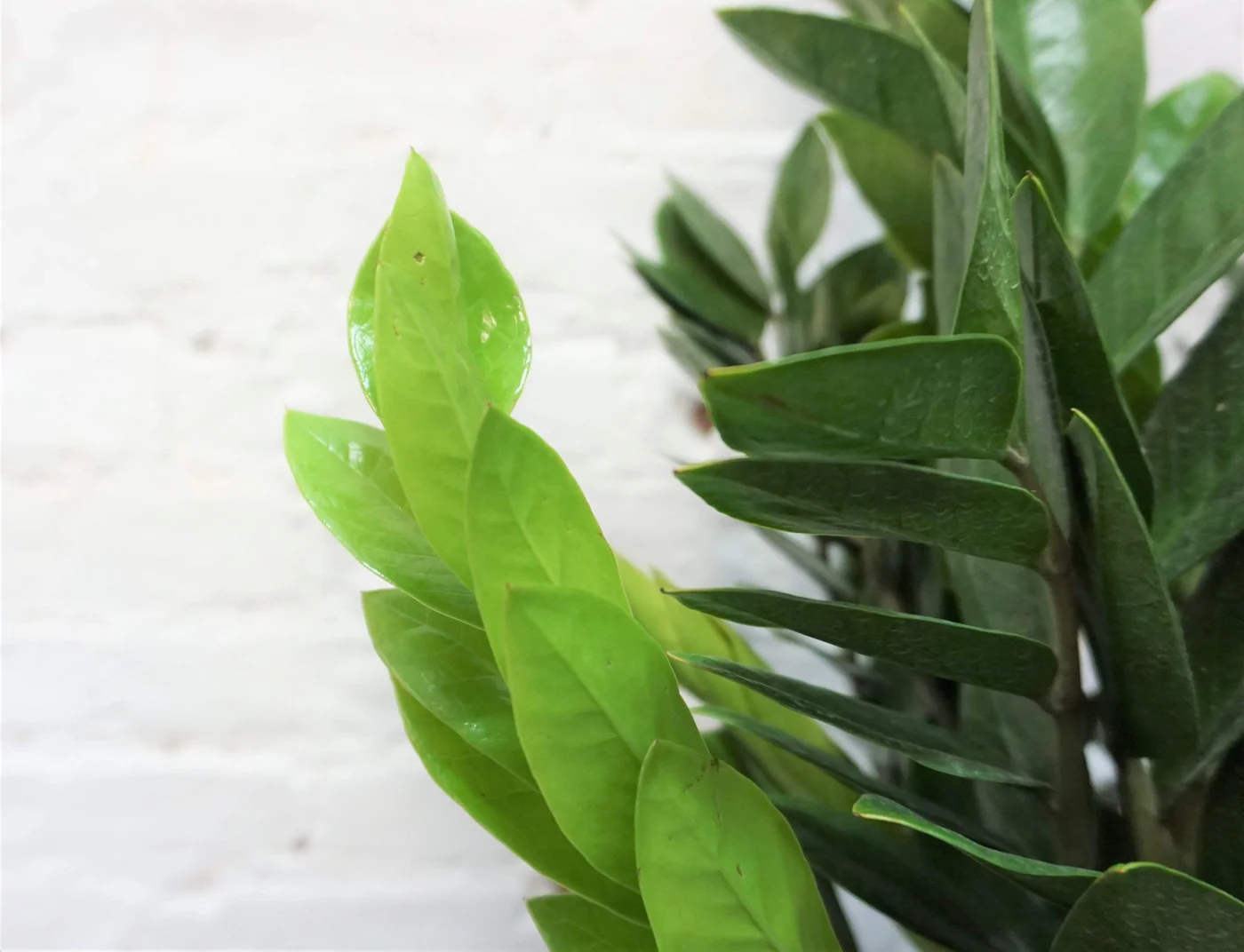 Lá non mới nhú trên cây đại diện cho những cơ hội mới và sự phát triển tiềm năng