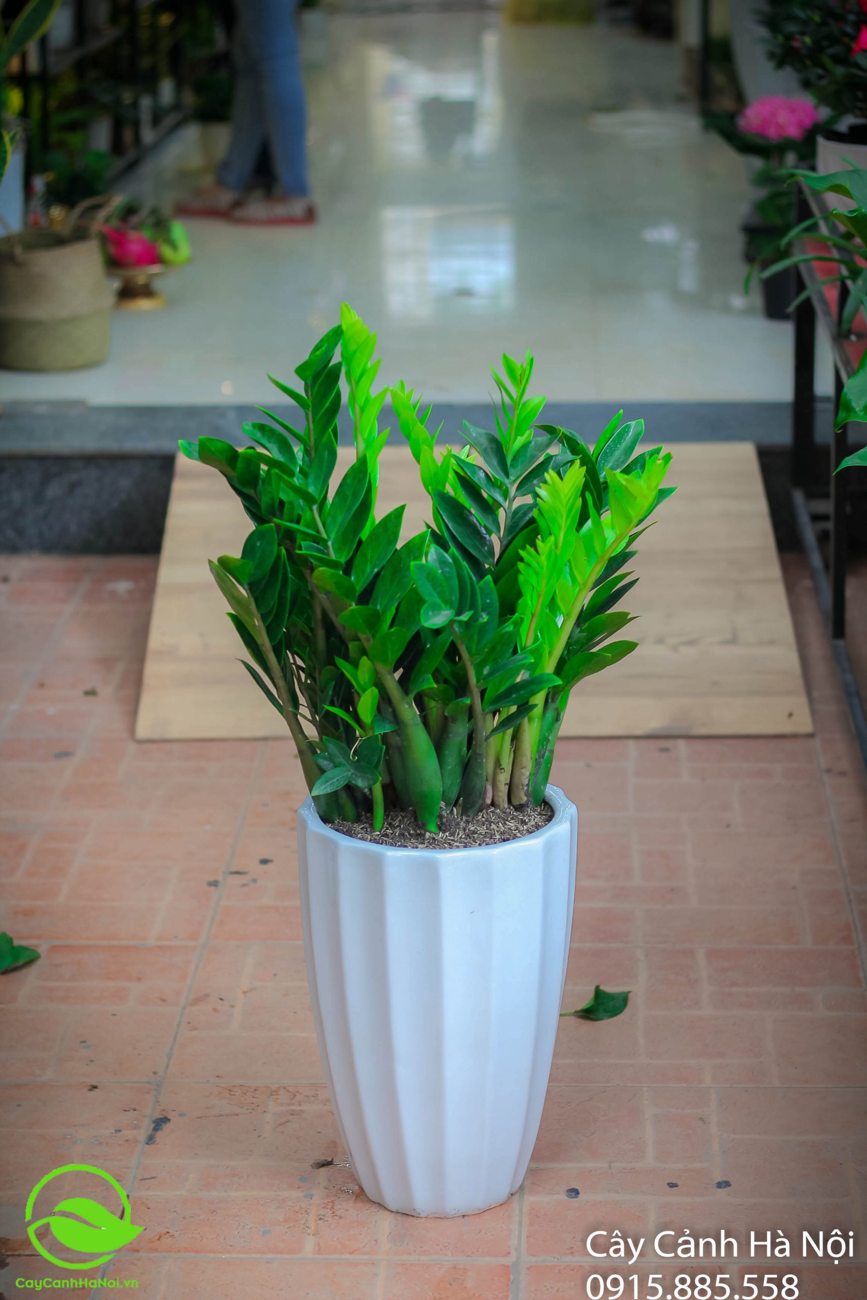 Tránh cắt tỉa quá đà dẫn đến phản tác dụng phong thủy