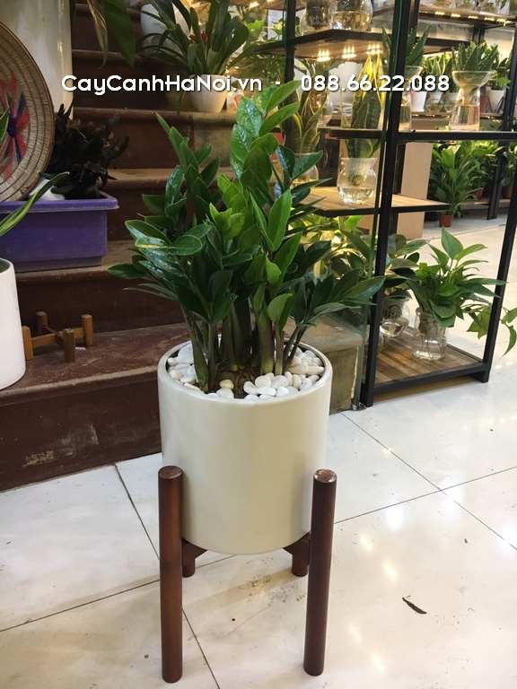 Vị trí đặt cây kim tiền nên tránh gió lùa, nắng gắt