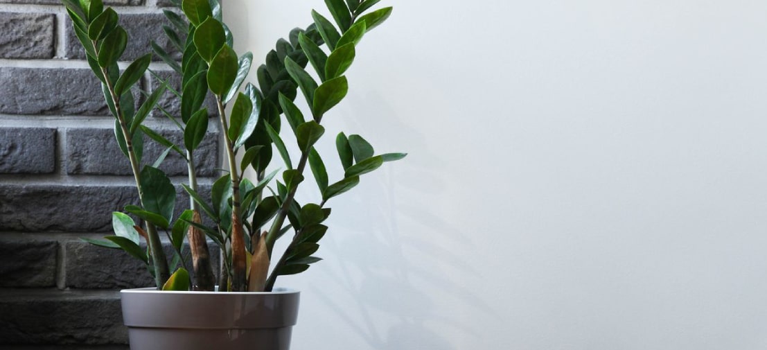 Người mệnh Kim nên ưu tiên chọn cây kim tiền có thân mọc thẳng, dáng vẻ vững chắc
