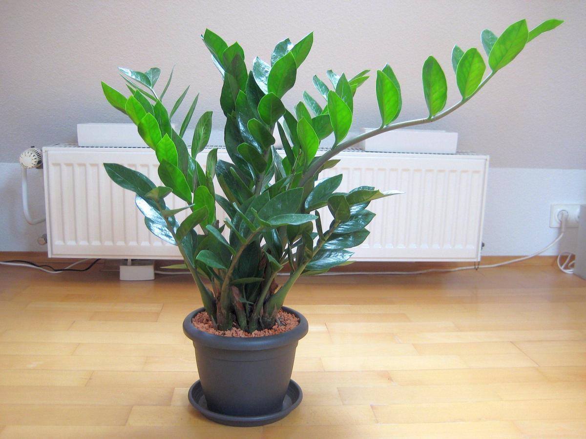 Tránh cắt tỉa quá đà dẫn đến phản tác dụng phong thủy