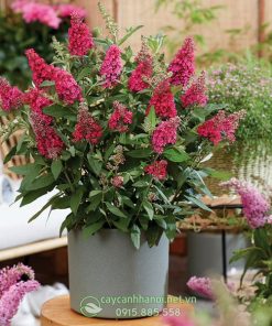 Cây Butterfly Bush trồng chậu trang trí nhà cửa