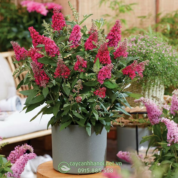 Cây Butterfly Bush trồng chậu trang trí nhà cửa