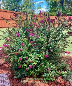 Cây Butterfly Bush trồng tạo cảnh quan sân vườn