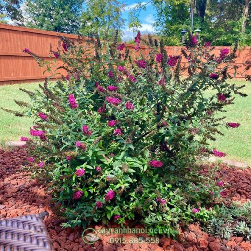 Cây Butterfly Bush trồng tạo cảnh quan sân vườn