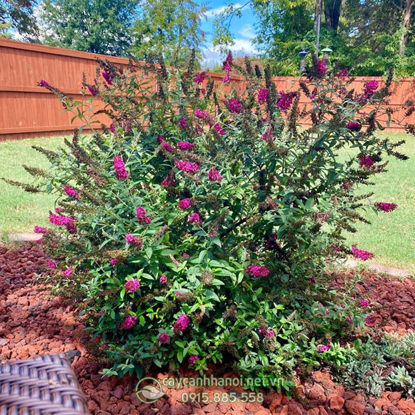 Cây Butterfly Bush trồng tạo cảnh quan sân vườn